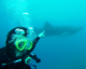 Swimming with huge whale sharks in the Philippines