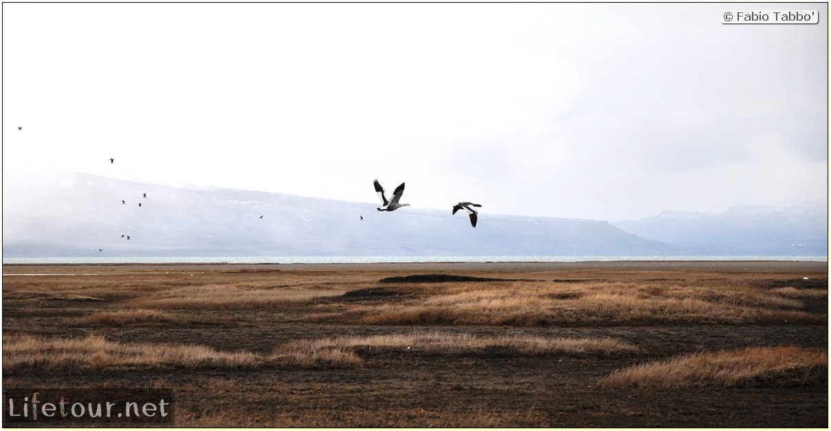 Fabios-LifeTour-Argentina-2015-July-August-El-Calafate-Reserva-Laguna-Nimez-6358-cover