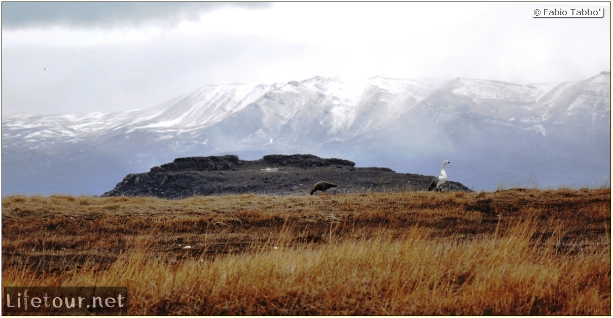 Fabios-LifeTour-Argentina-2015-July-August-El-Calafate-Reserva-Laguna-Nimez-7084-1