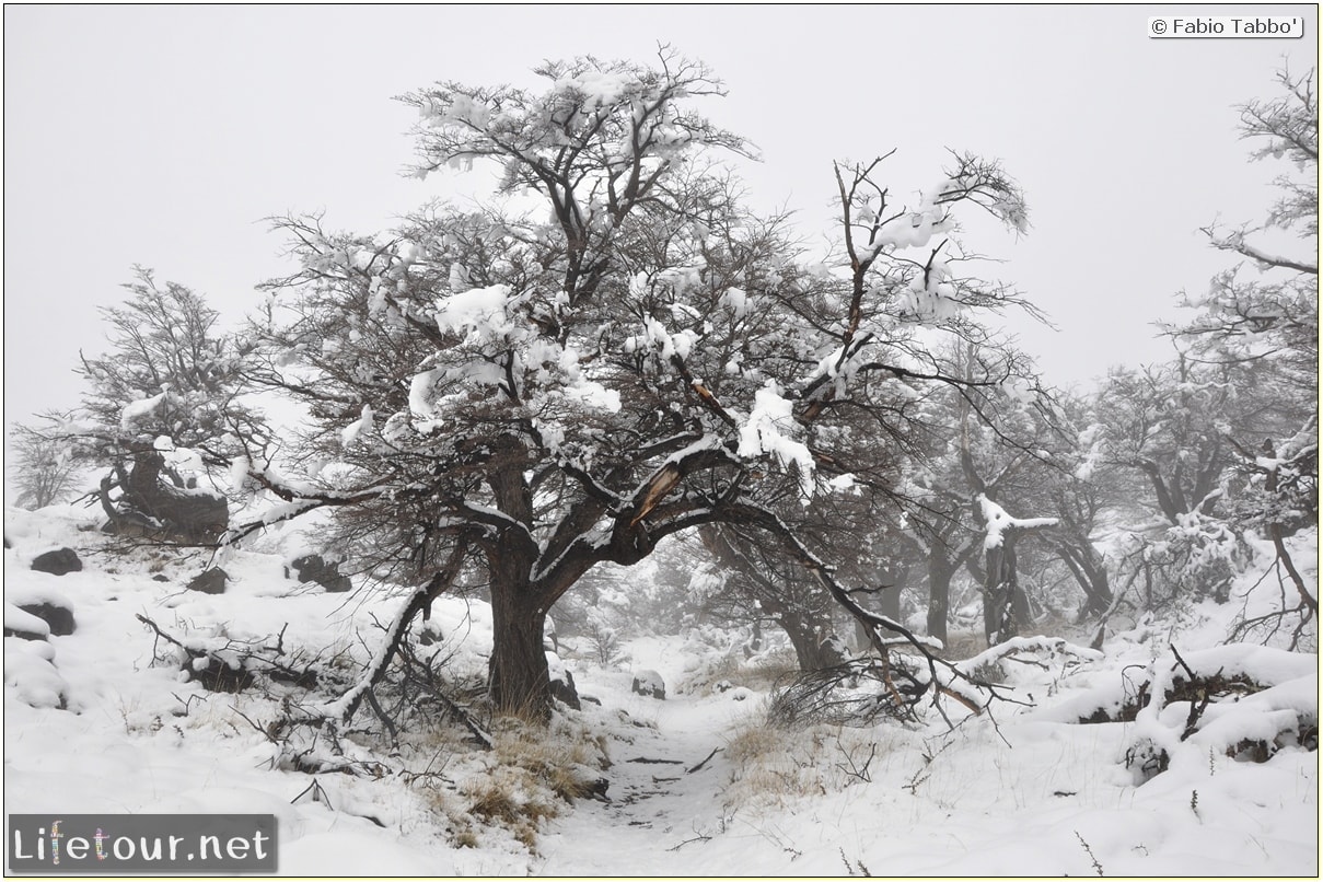 Fabios-LifeTour-Argentina-2015-July-August-El-Chalten-Trekking-3-Laguna-del-Torre-2302