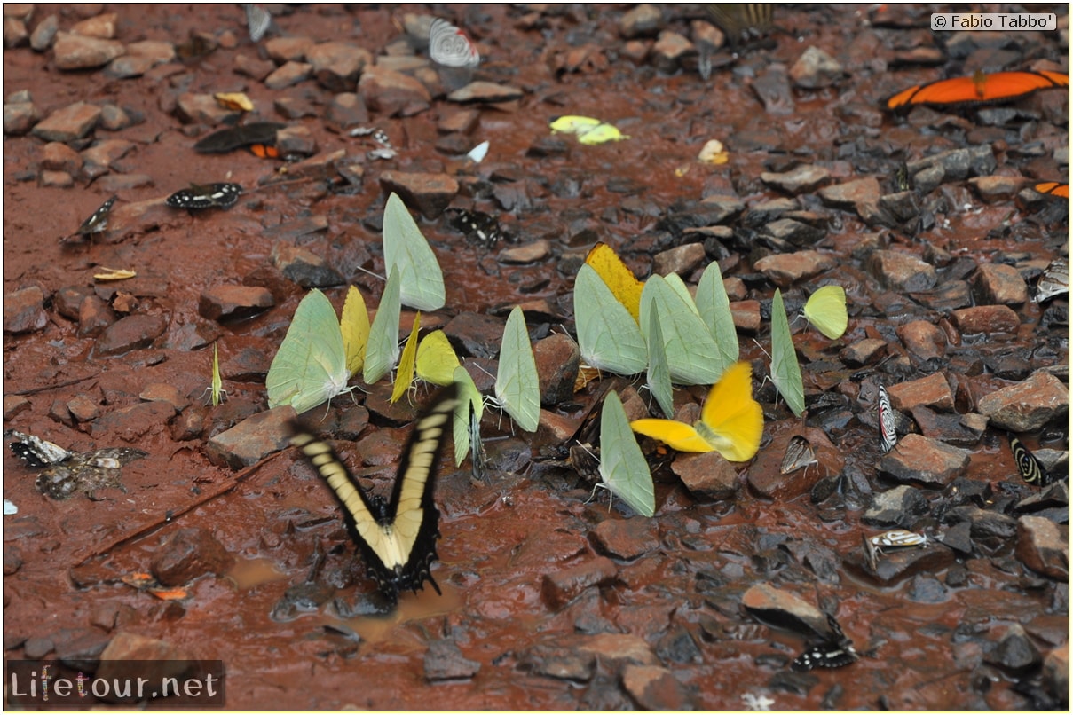 Fabios-LifeTour-Argentina-2015-July-August-Puerto-Iguazu-falls-The-fauna-4239