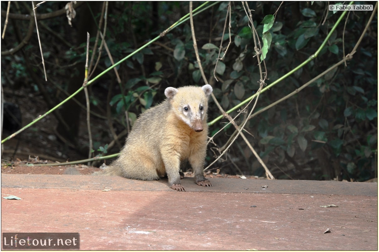 Fabios-LifeTour-Argentina-2015-July-August-Puerto-Iguazu-falls-The-fauna-4713-cover-1