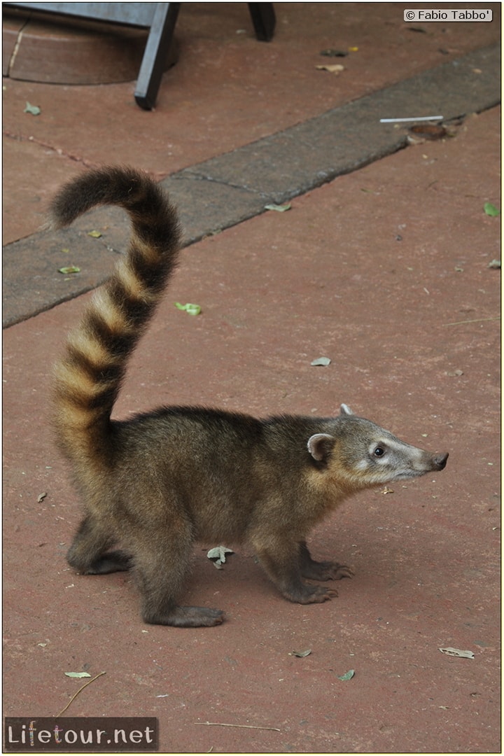 Fabios-LifeTour-Argentina-2015-July-August-Puerto-Iguazu-falls-The-fauna-5137