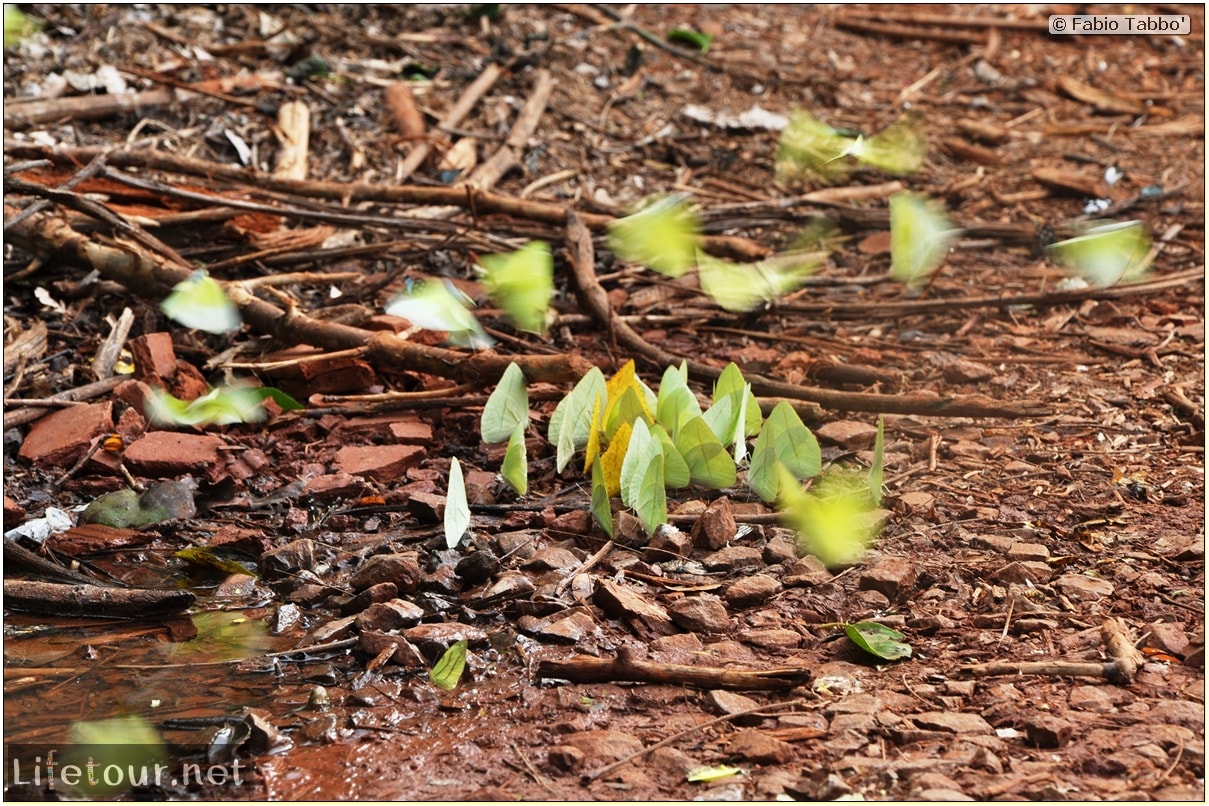 Fabios-LifeTour-Argentina-2015-July-August-Puerto-Iguazu-falls-The-fauna-5822