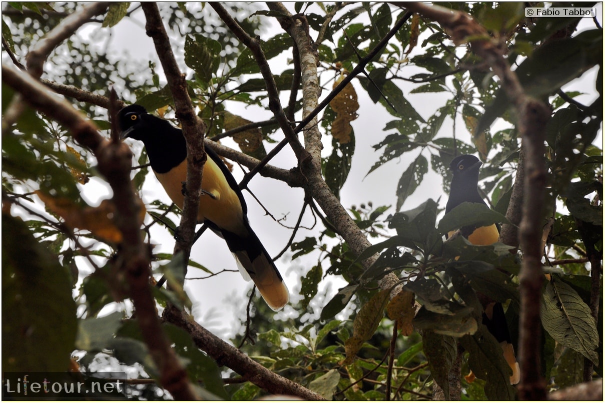 Fabios-LifeTour-Argentina-2015-July-August-Puerto-Iguazu-falls-The-fauna-6093