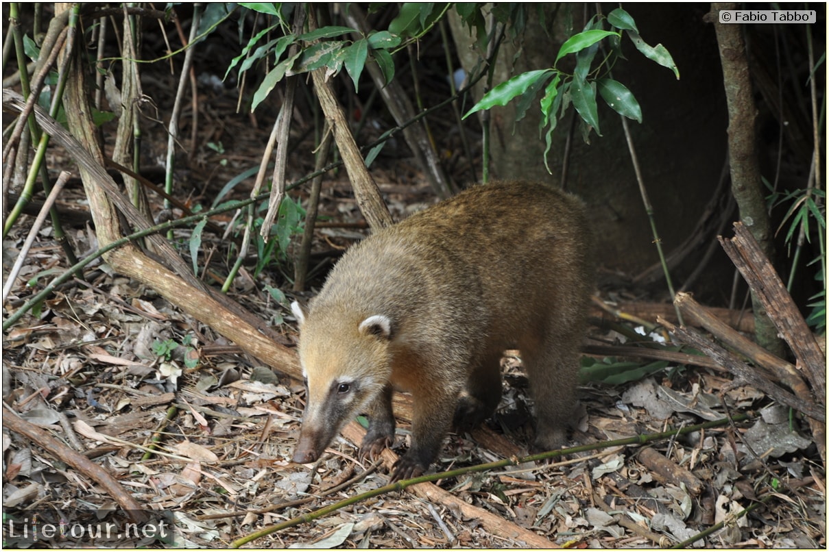 Fabios-LifeTour-Argentina-2015-July-August-Puerto-Iguazu-falls-The-fauna-6601