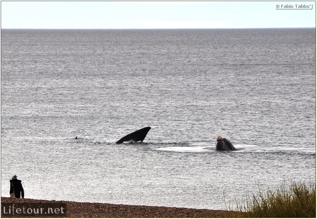 Fabios-LifeTour-Argentina-2015-July-August-Puerto-Madryn-El-Doradillo-whale-watching-2.-5417-cover-1