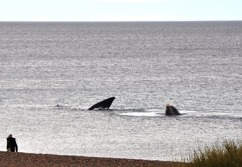 Fabios-LifeTour-Argentina-2015-July-August-Puerto-Madryn-El-Doradillo-whale-watching-2.-5417-cover