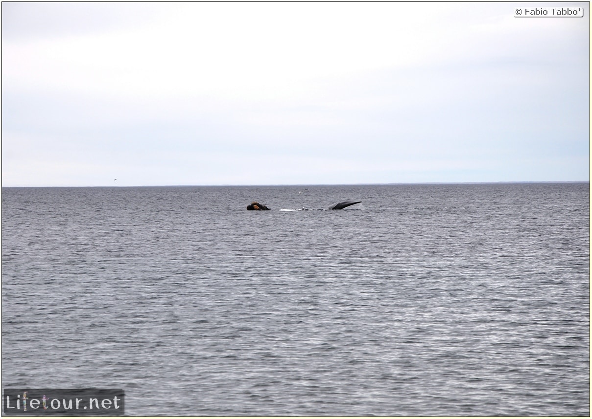 Fabios-LifeTour-Argentina-2015-July-August-Puerto-Madryn-El-Doradillo-whale-watching-2.-El-Doradillo-whale-watching-3512