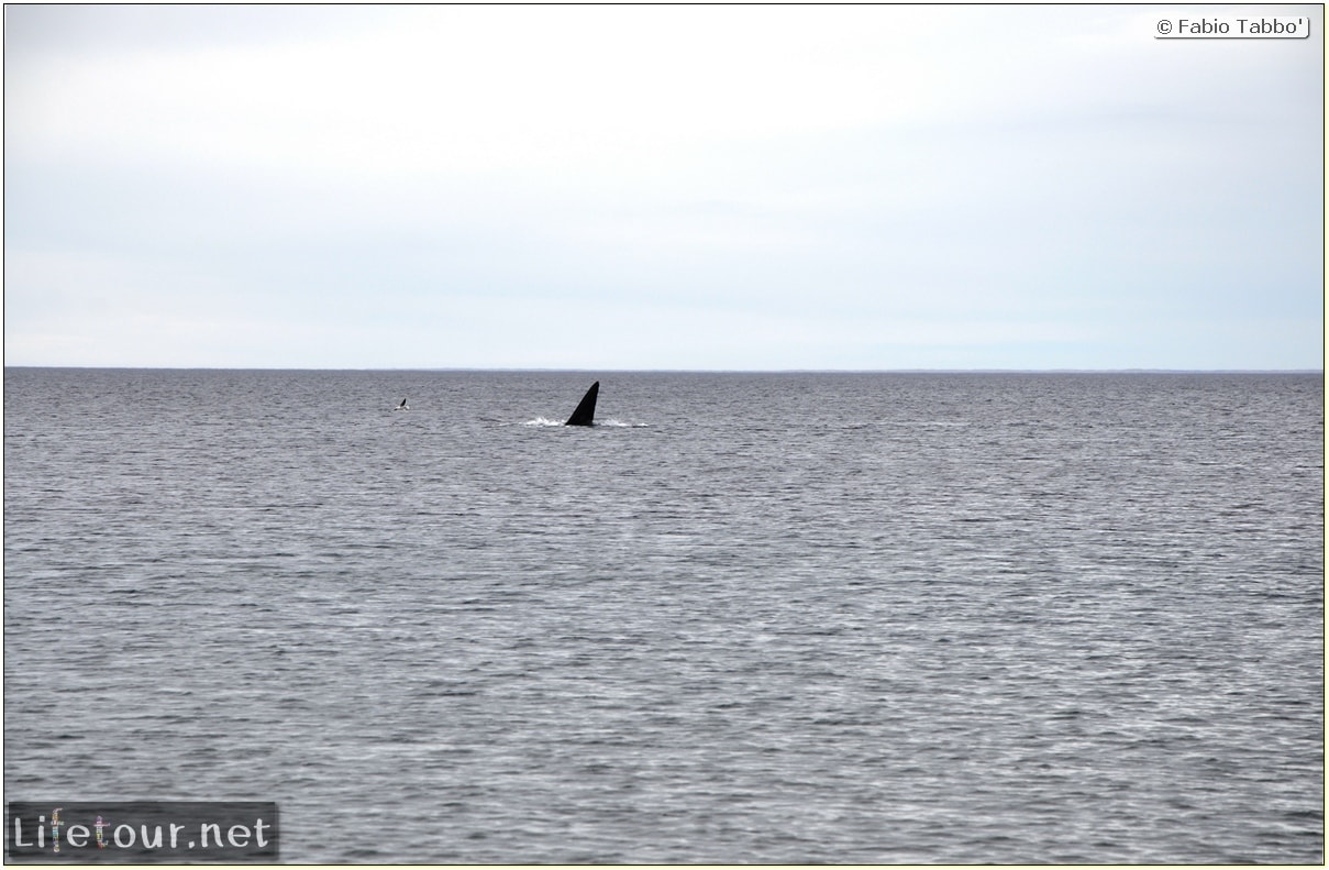 Fabios-LifeTour-Argentina-2015-July-August-Puerto-Madryn-El-Doradillo-whale-watching-2.-El-Doradillo-whale-watching-3615