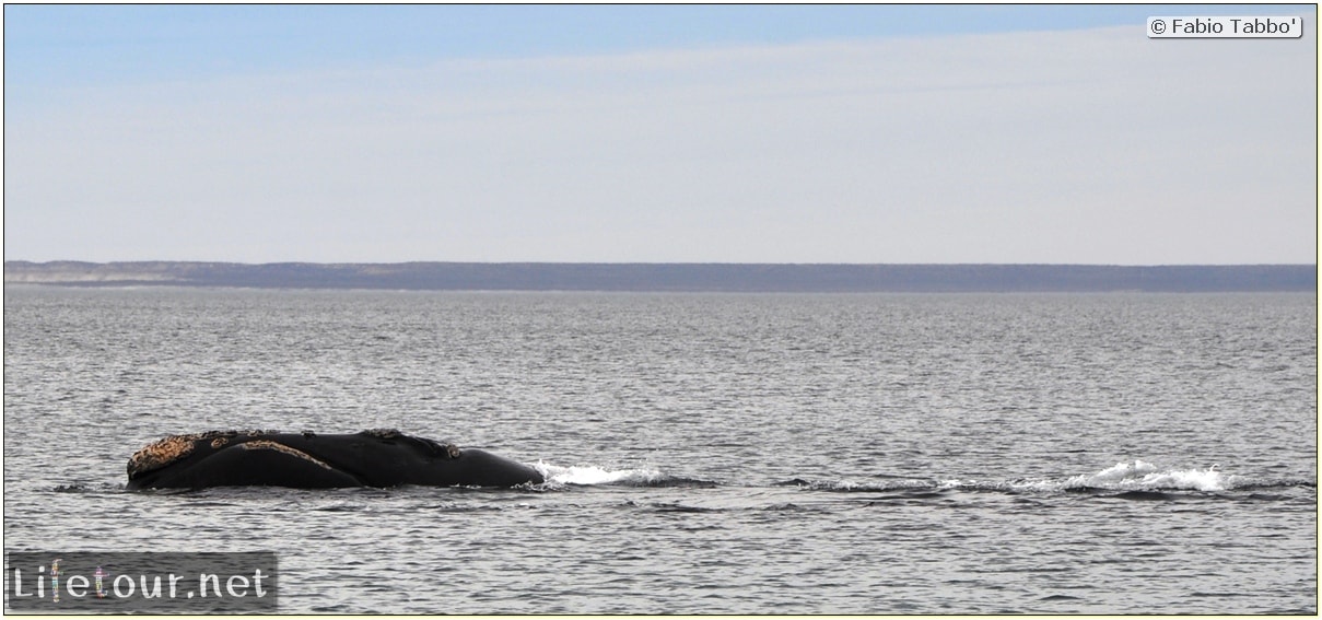 Fabios-LifeTour-Argentina-2015-July-August-Puerto-Madryn-El-Doradillo-whale-watching-2.-El-Doradillo-whale-watching-4338
