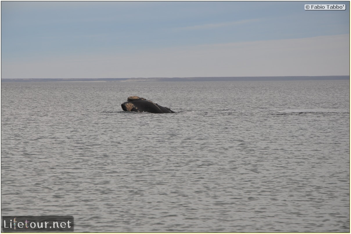 Fabios-LifeTour-Argentina-2015-July-August-Puerto-Madryn-El-Doradillo-whale-watching-2.-El-Doradillo-whale-watching-4410