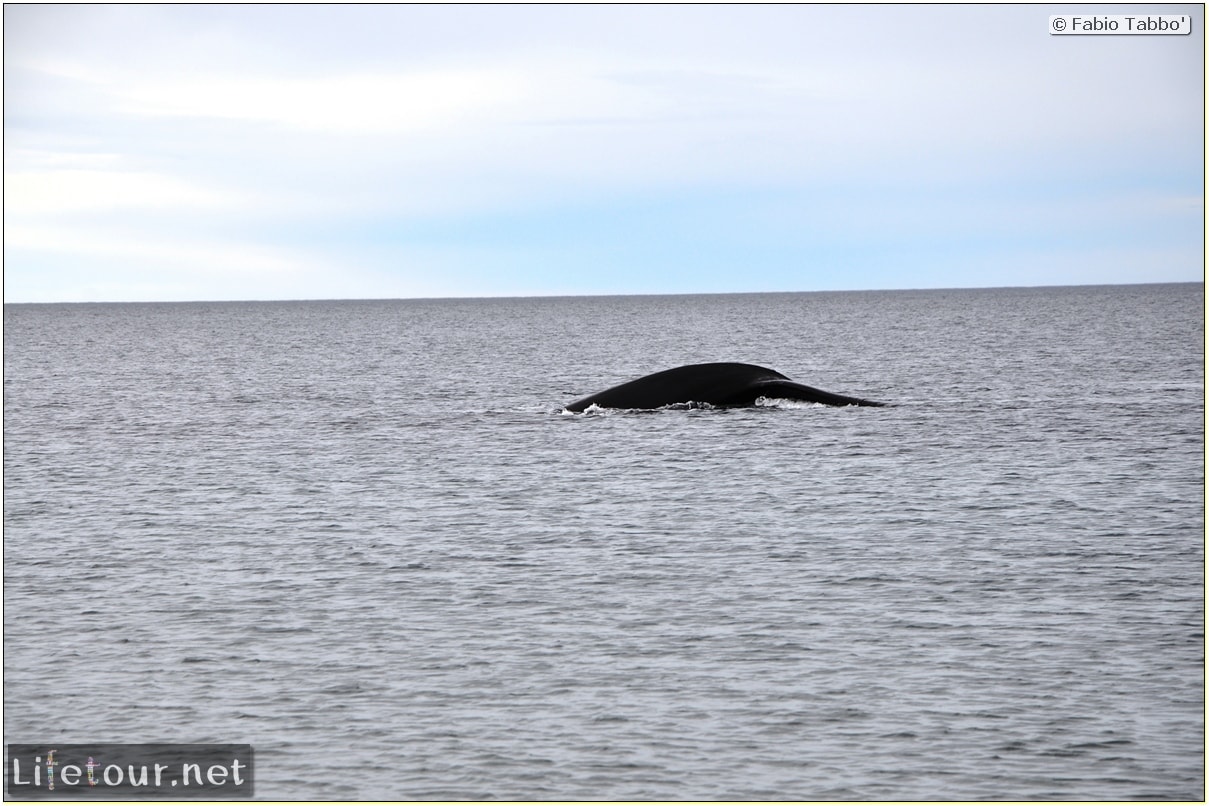 Fabios-LifeTour-Argentina-2015-July-August-Puerto-Madryn-El-Doradillo-whale-watching-2.-El-Doradillo-whale-watching-4626