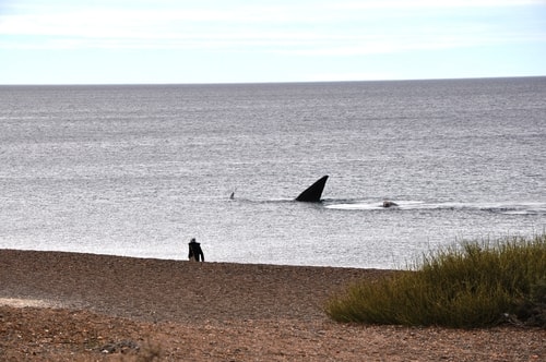 Fabios-LifeTour-Argentina-2015-July-August-Puerto-Madryn-El-Doradillo-whale-watching-5372-cover-1