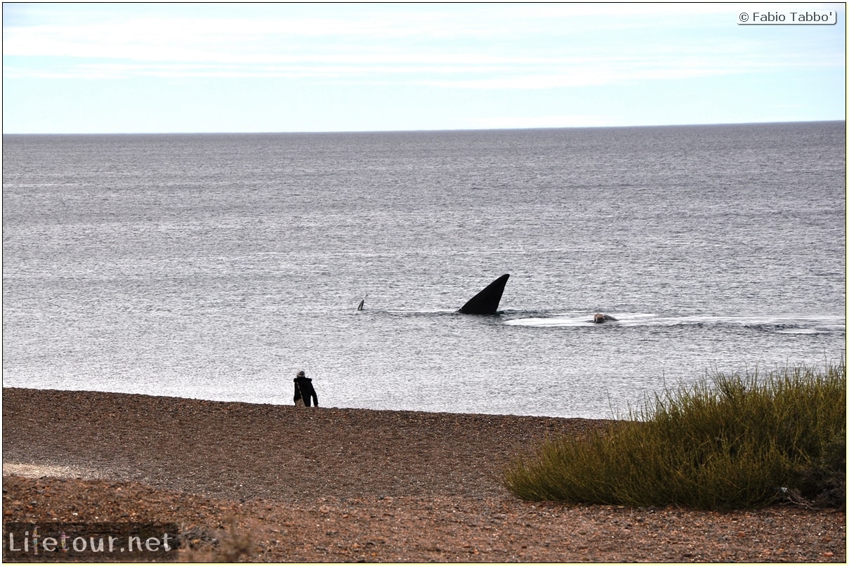 Fabios-LifeTour-Argentina-2015-July-August-Puerto-Madryn-El-Doradillo-whale-watching-5372-cover-2