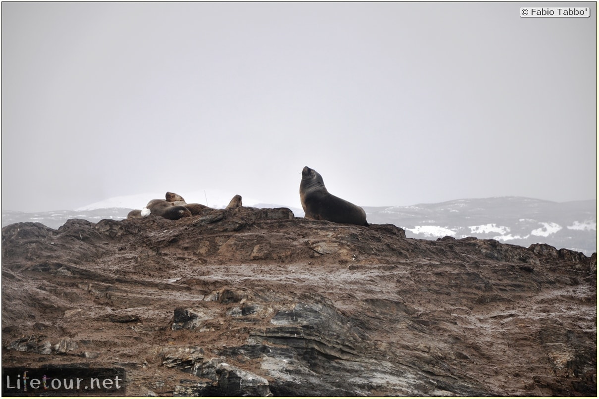 Fabios-LifeTour-Argentina-2015-July-August-Ushuaia-Beagle-Channel-2-Sea-lions-4496