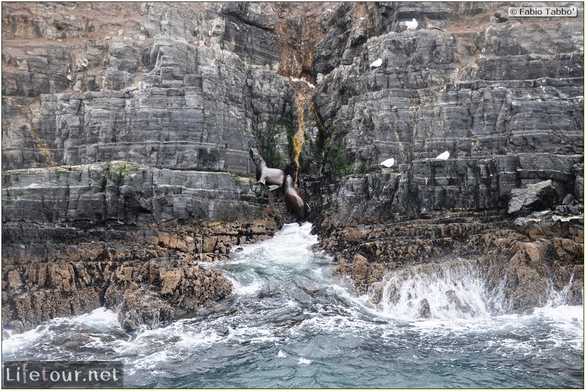 Fabios-LifeTour-Argentina-2015-July-August-Ushuaia-Beagle-Channel-2-Sea-lions-5541