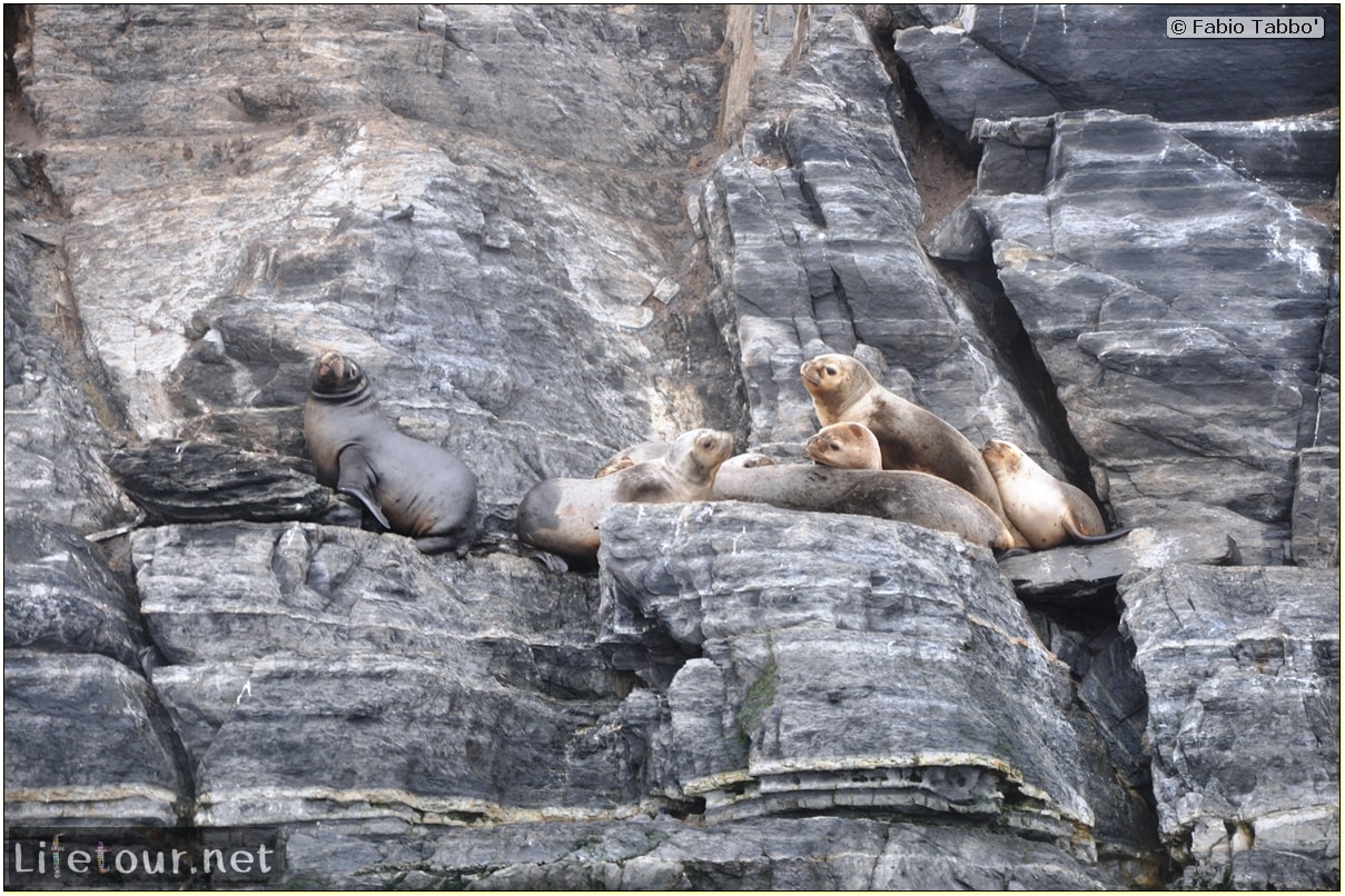 Fabios-LifeTour-Argentina-2015-July-August-Ushuaia-Beagle-Channel-2-Sea-lions-5740