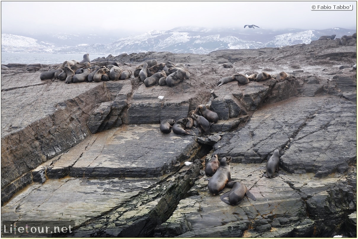 Fabios-LifeTour-Argentina-2015-July-August-Ushuaia-Beagle-Channel-2-Sea-lions-6970