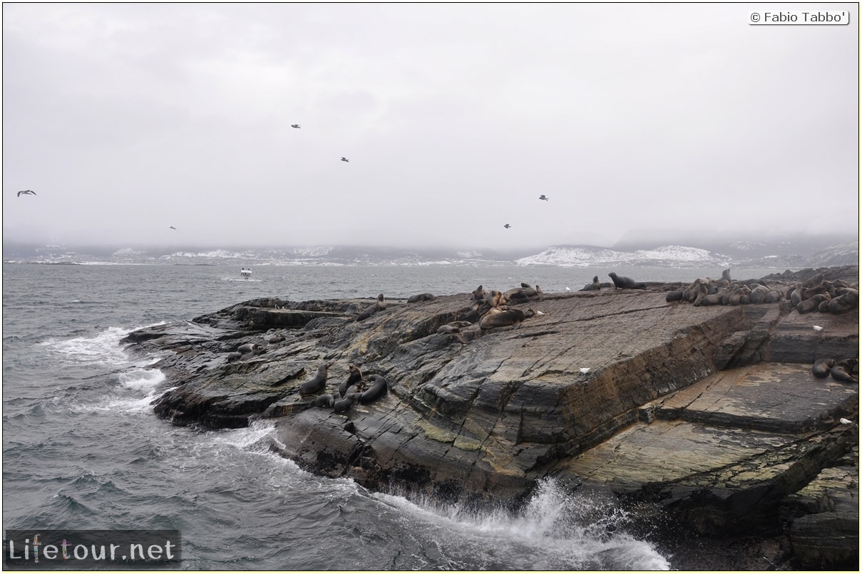 Fabios-LifeTour-Argentina-2015-July-August-Ushuaia-Beagle-Channel-2-Sea-lions-7149