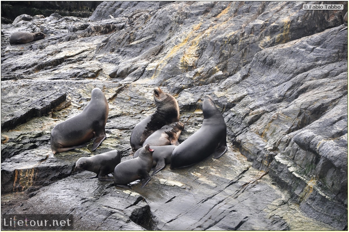 Fabios-LifeTour-Argentina-2015-July-August-Ushuaia-Beagle-Channel-2-Sea-lions-7288