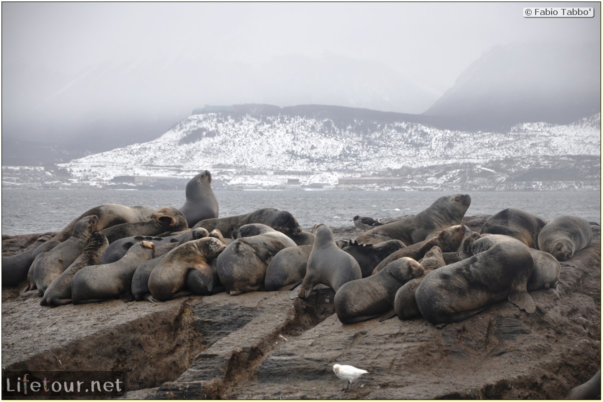 Fabios-LifeTour-Argentina-2015-July-August-Ushuaia-Beagle-Channel-2-Sea-lions-7535