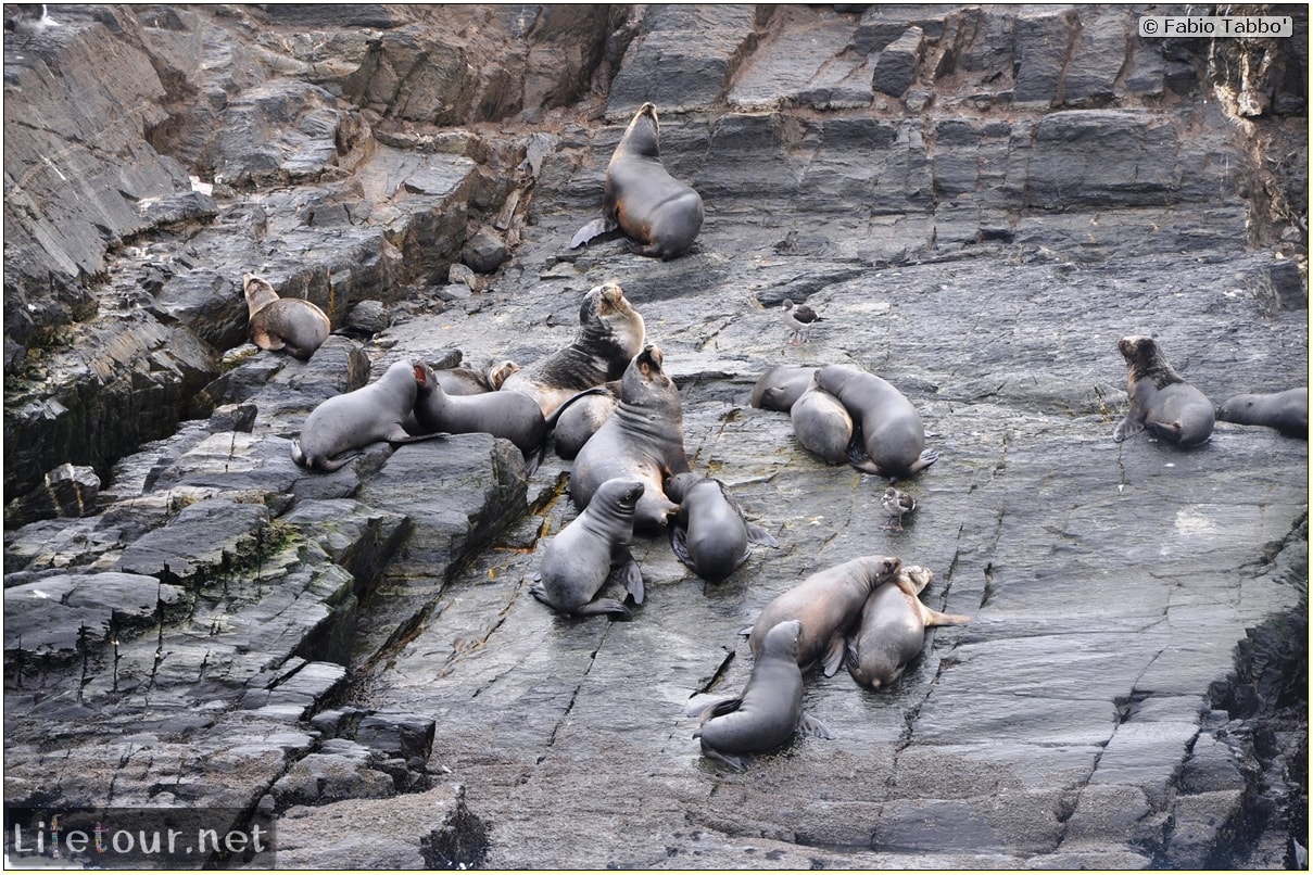 Fabios-LifeTour-Argentina-2015-July-August-Ushuaia-Beagle-Channel-2-Sea-lions-7800