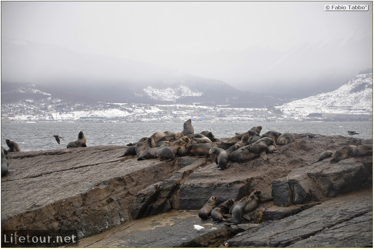 Fabios-LifeTour-Argentina-2015-July-August-Ushuaia-Beagle-Channel-2-Sea-lions-7915-cover