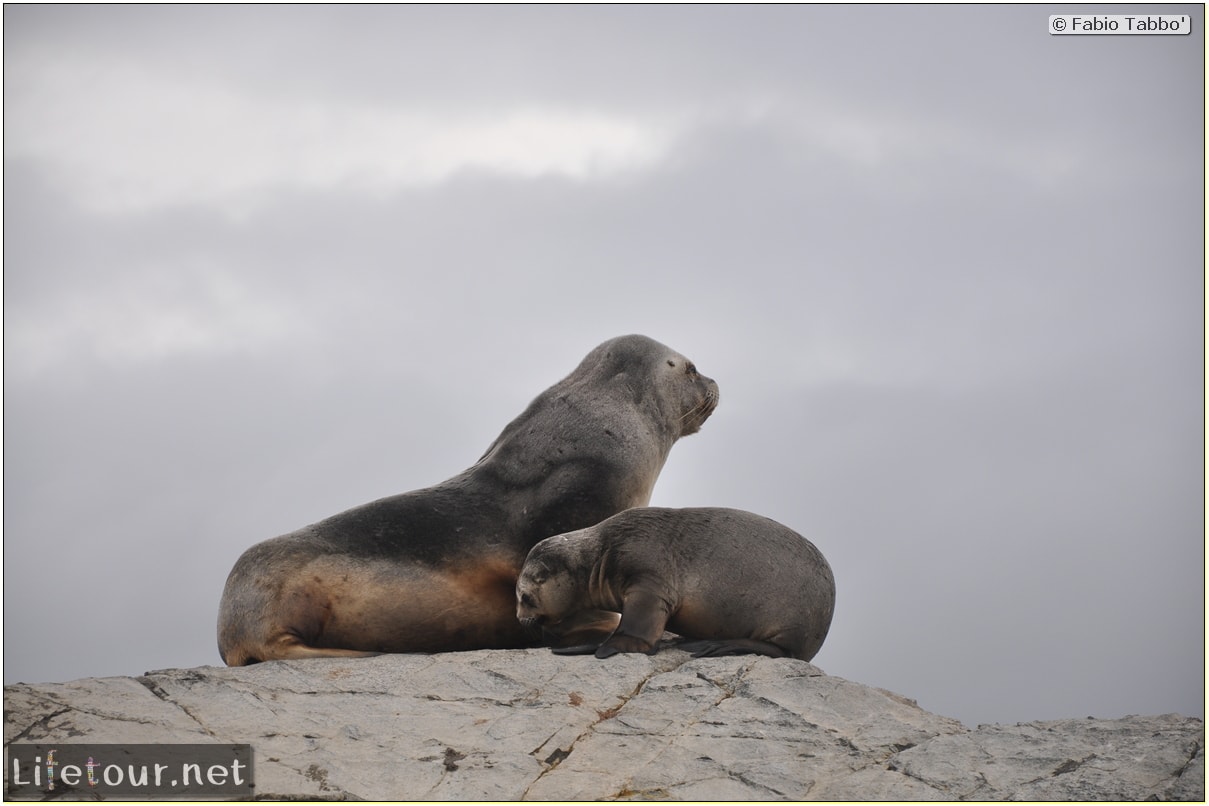 Fabios-LifeTour-Argentina-2015-July-August-Ushuaia-Beagle-Channel-2-Sea-lions-8703