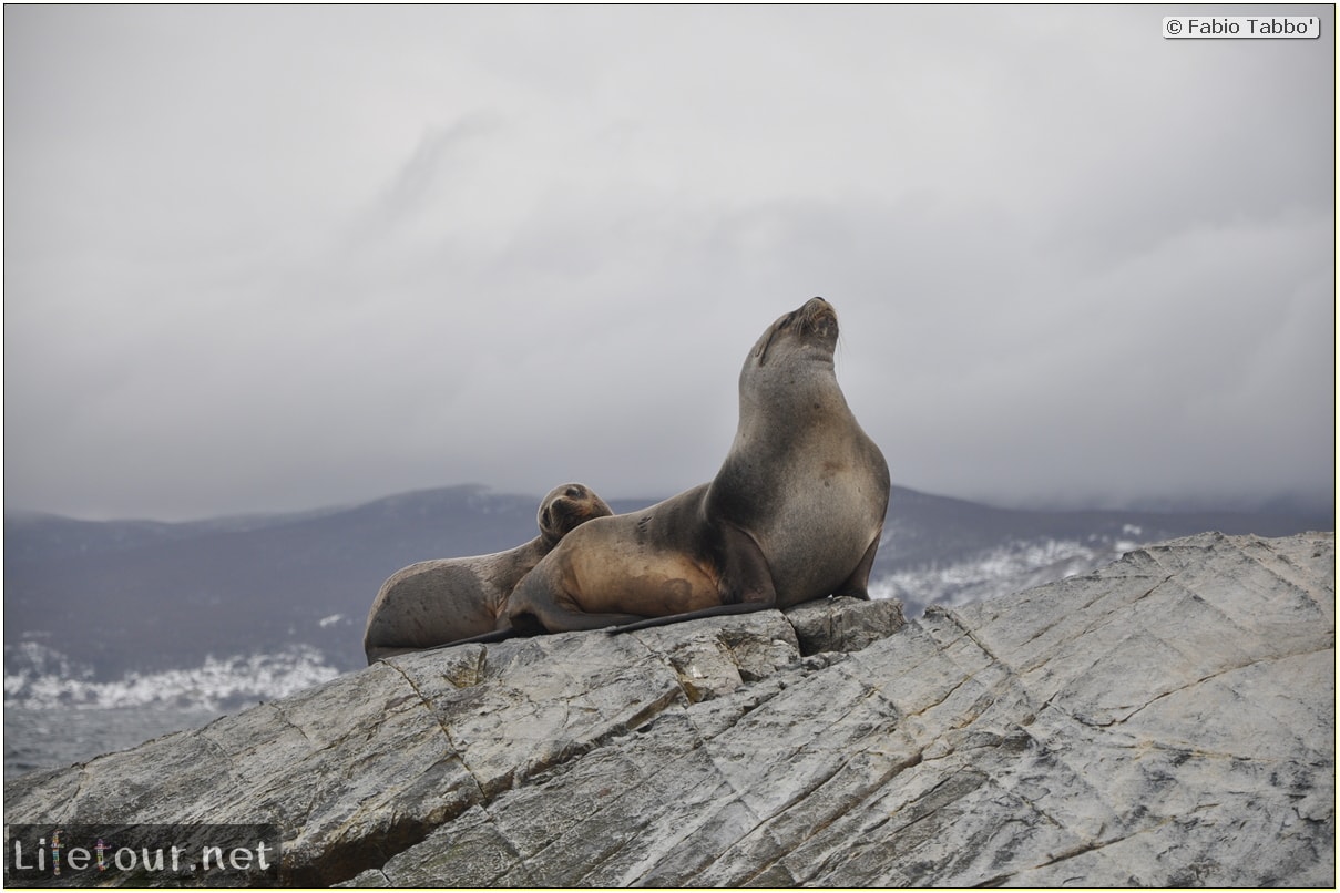 Fabios-LifeTour-Argentina-2015-July-August-Ushuaia-Beagle-Channel-2-Sea-lions-8957-cover