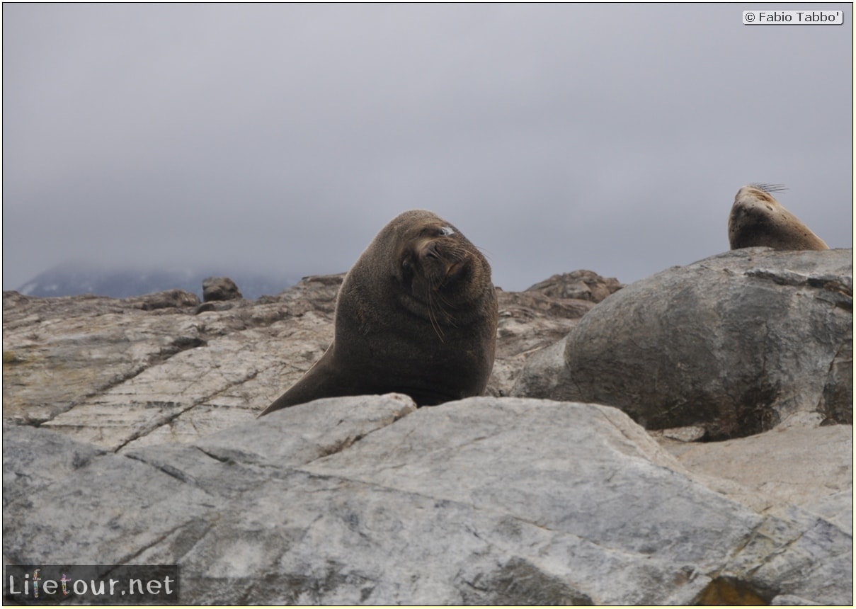 Fabios-LifeTour-Argentina-2015-July-August-Ushuaia-Beagle-Channel-2-Sea-lions-9102-cover-1