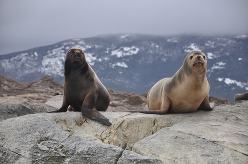 Fabios-LifeTour-Argentina-2015-July-August-Ushuaia-Beagle-Channel-2-Sea-lions-9199-cover-1