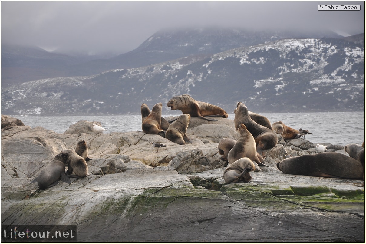 Fabios-LifeTour-Argentina-2015-July-August-Ushuaia-Beagle-Channel-2-Sea-lions-9411-cover-1