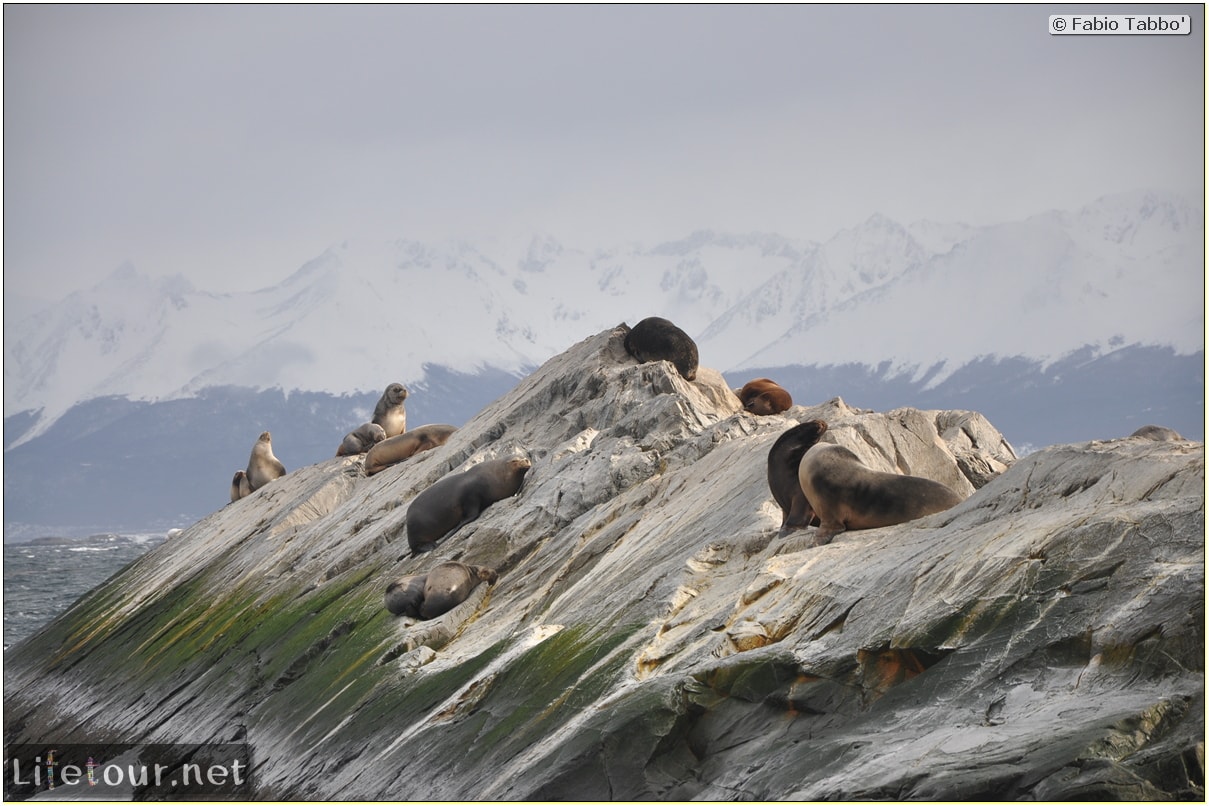 Fabios-LifeTour-Argentina-2015-July-August-Ushuaia-Beagle-Channel-2-Sea-lions-9623-cover