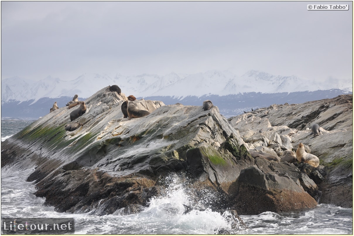 Fabios-LifeTour-Argentina-2015-July-August-Ushuaia-Beagle-Channel-2-Sea-lions-9648