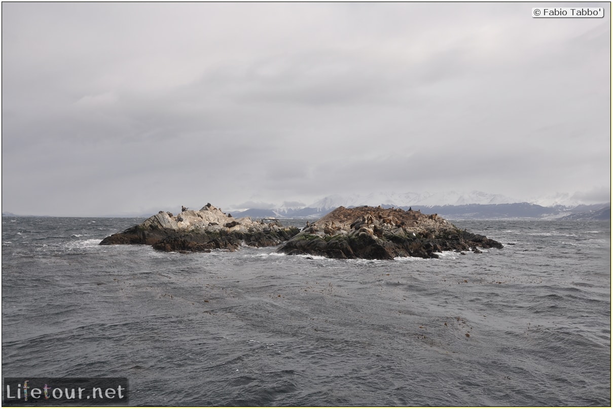 Fabios-LifeTour-Argentina-2015-July-August-Ushuaia-Beagle-Channel-2-Sea-lions-9923