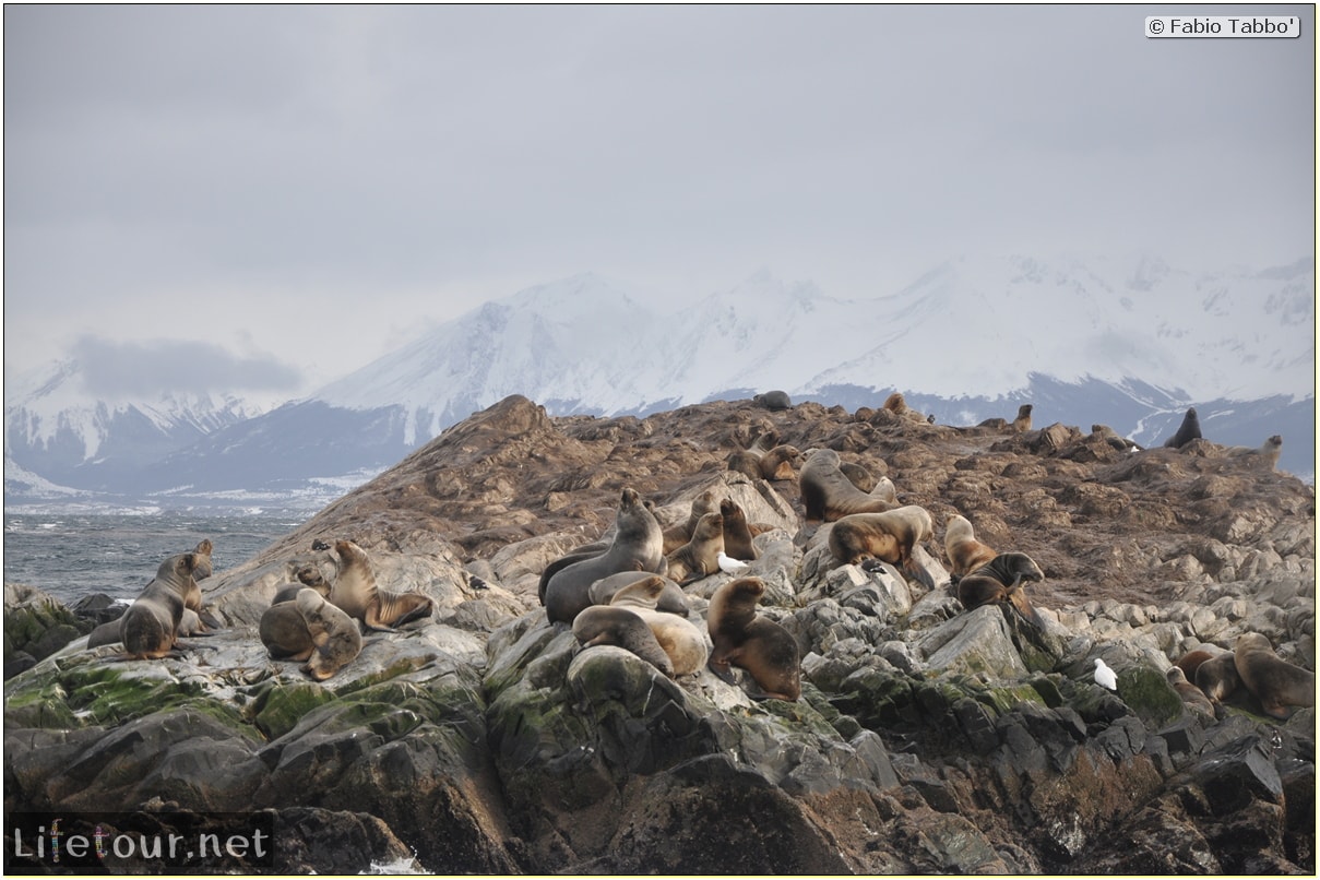 Fabios-LifeTour-Argentina-2015-July-August-Ushuaia-Beagle-Channel-2-Sea-lions-9967