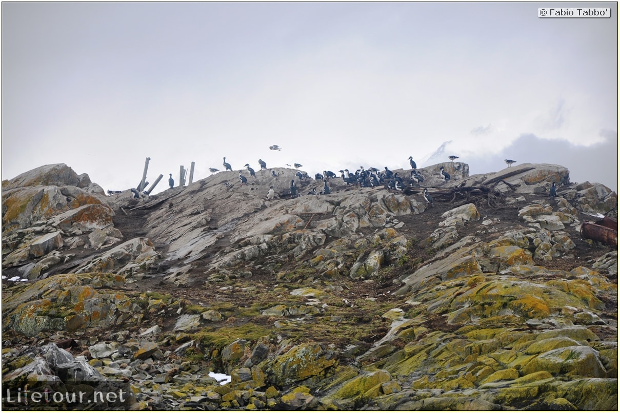 Fabios-LifeTour-Argentina-2015-July-August-Ushuaia-Beagle-Channel-3-Cormorants-10339