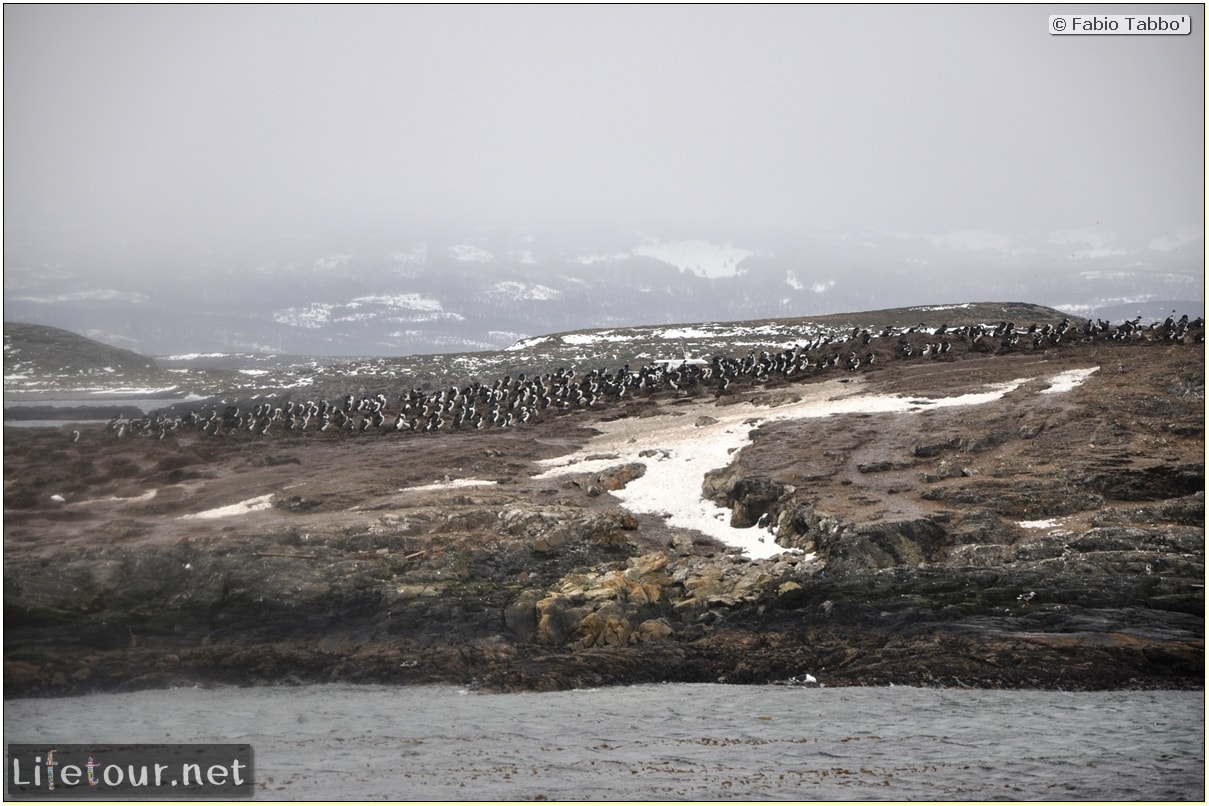 Fabios-LifeTour-Argentina-2015-July-August-Ushuaia-Beagle-Channel-3-Cormorants-3212