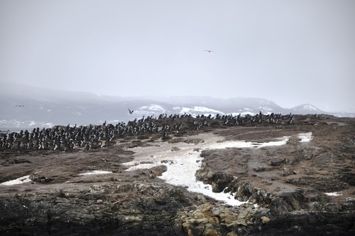 Fabios-LifeTour-Argentina-2015-July-August-Ushuaia-Beagle-Channel-3-Cormorants-3466-cover-1