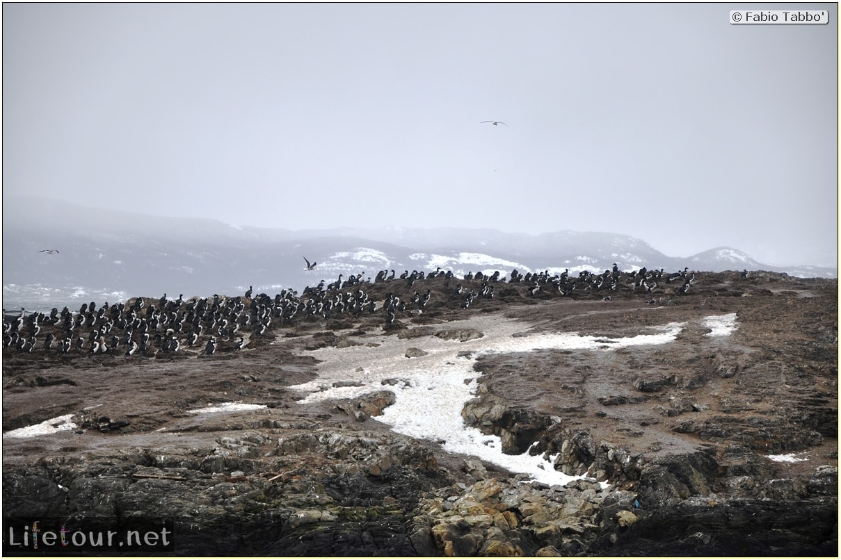 Fabios-LifeTour-Argentina-2015-July-August-Ushuaia-Beagle-Channel-3-Cormorants-3466-cover-2