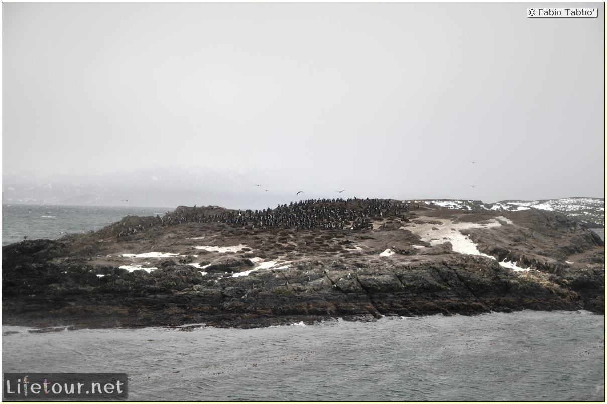 Fabios-LifeTour-Argentina-2015-July-August-Ushuaia-Beagle-Channel-3-Cormorants-3561