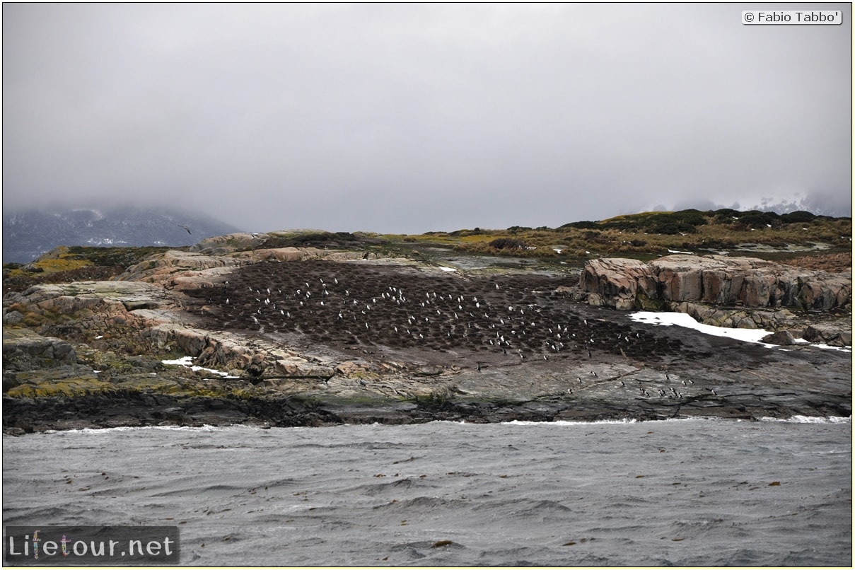 Fabios-LifeTour-Argentina-2015-July-August-Ushuaia-Beagle-Channel-3-Cormorants-8199