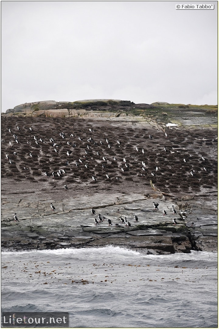 Fabios-LifeTour-Argentina-2015-July-August-Ushuaia-Beagle-Channel-3-Cormorants-8370