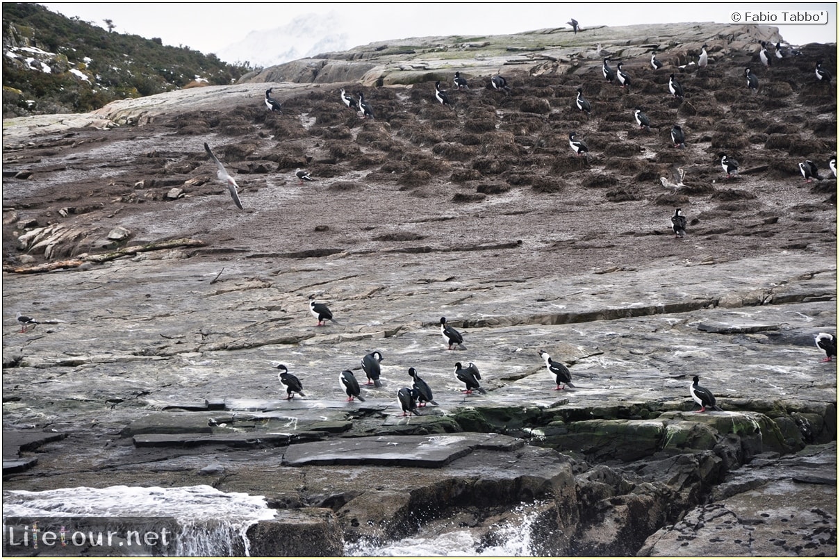 Fabios-LifeTour-Argentina-2015-July-August-Ushuaia-Beagle-Channel-3-Cormorants-8479