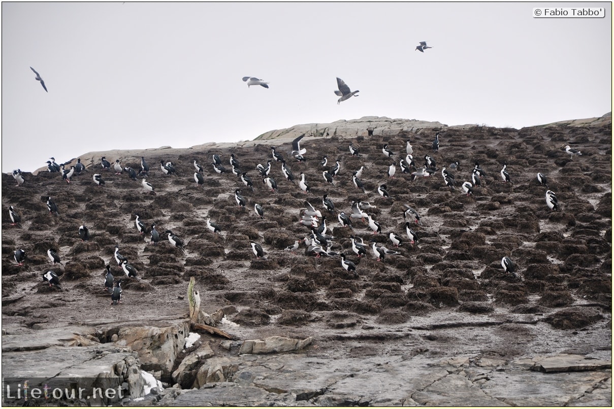 Fabios-LifeTour-Argentina-2015-July-August-Ushuaia-Beagle-Channel-3-Cormorants-8503