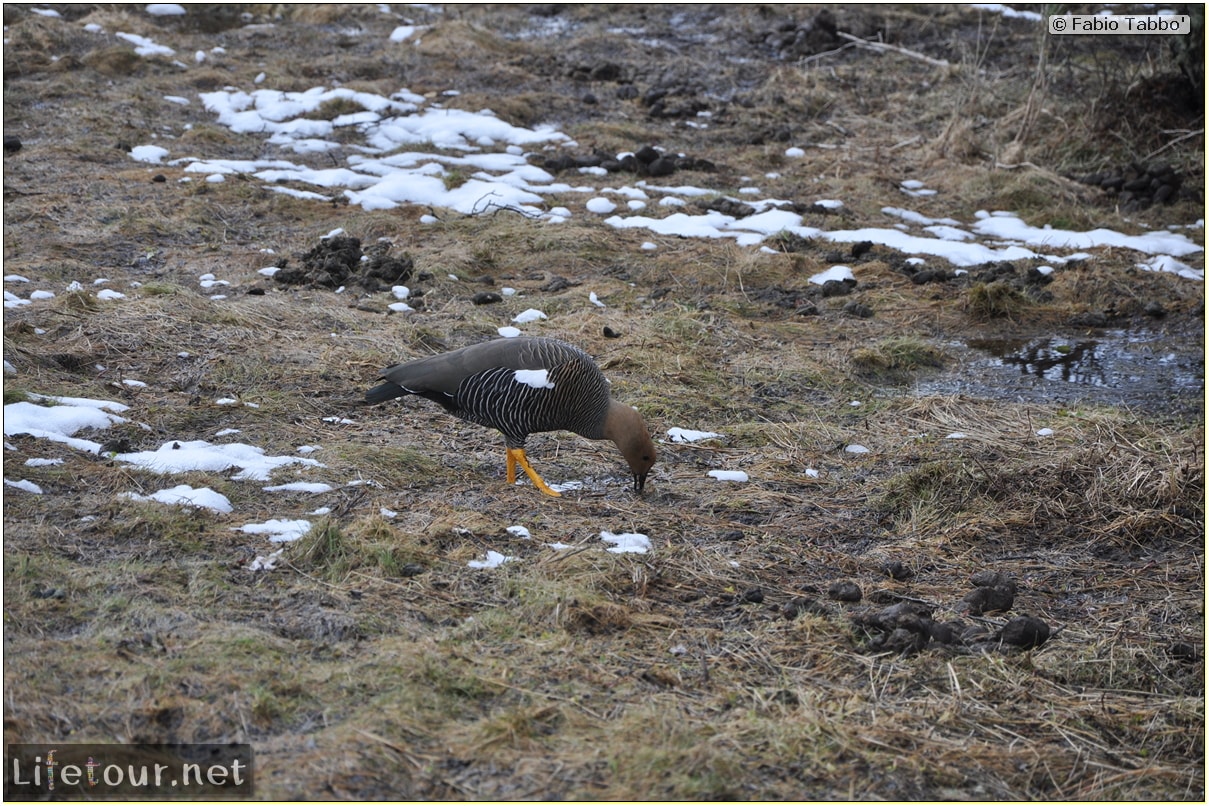 Fabios-LifeTour-Argentina-2015-July-August-Ushuaia-Parque-Tierra-del-Fuego-3-Birdwatching-4101