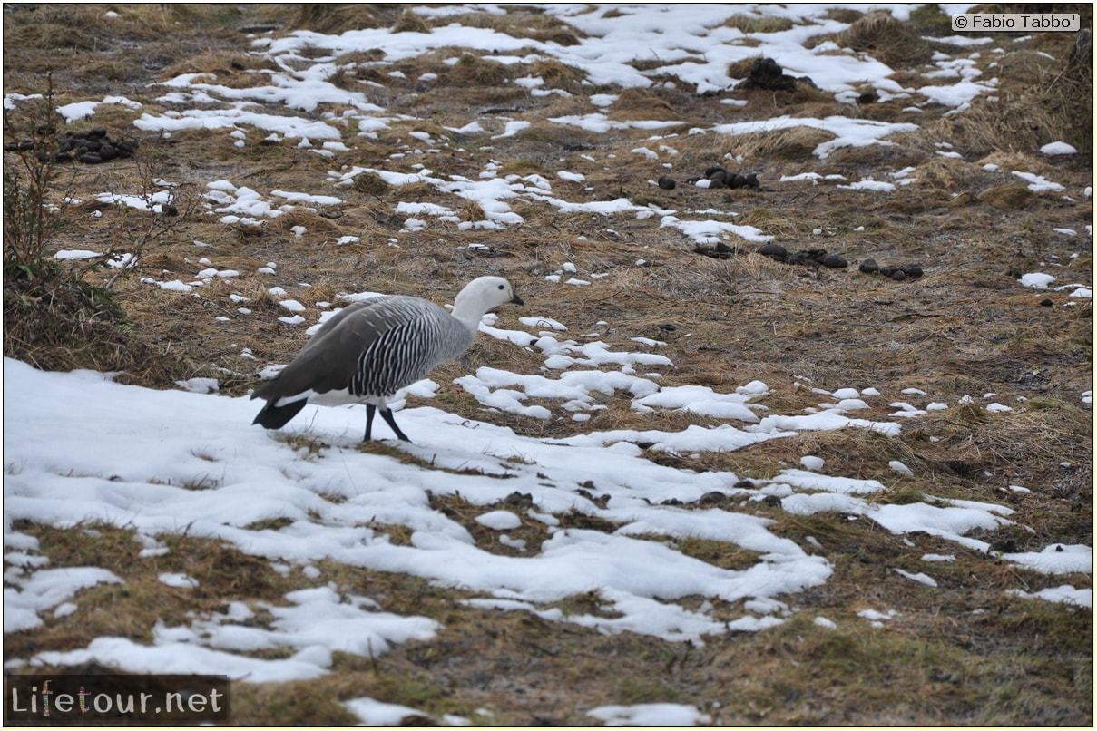 Fabios-LifeTour-Argentina-2015-July-August-Ushuaia-Parque-Tierra-del-Fuego-3-Birdwatching-4151