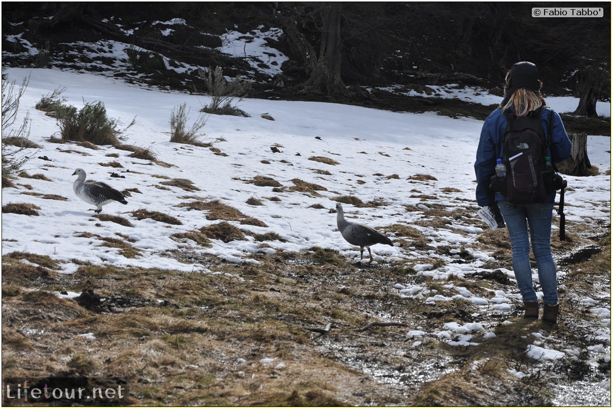 Fabios-LifeTour-Argentina-2015-July-August-Ushuaia-Parque-Tierra-del-Fuego-3-Birdwatching-4447-cover-1