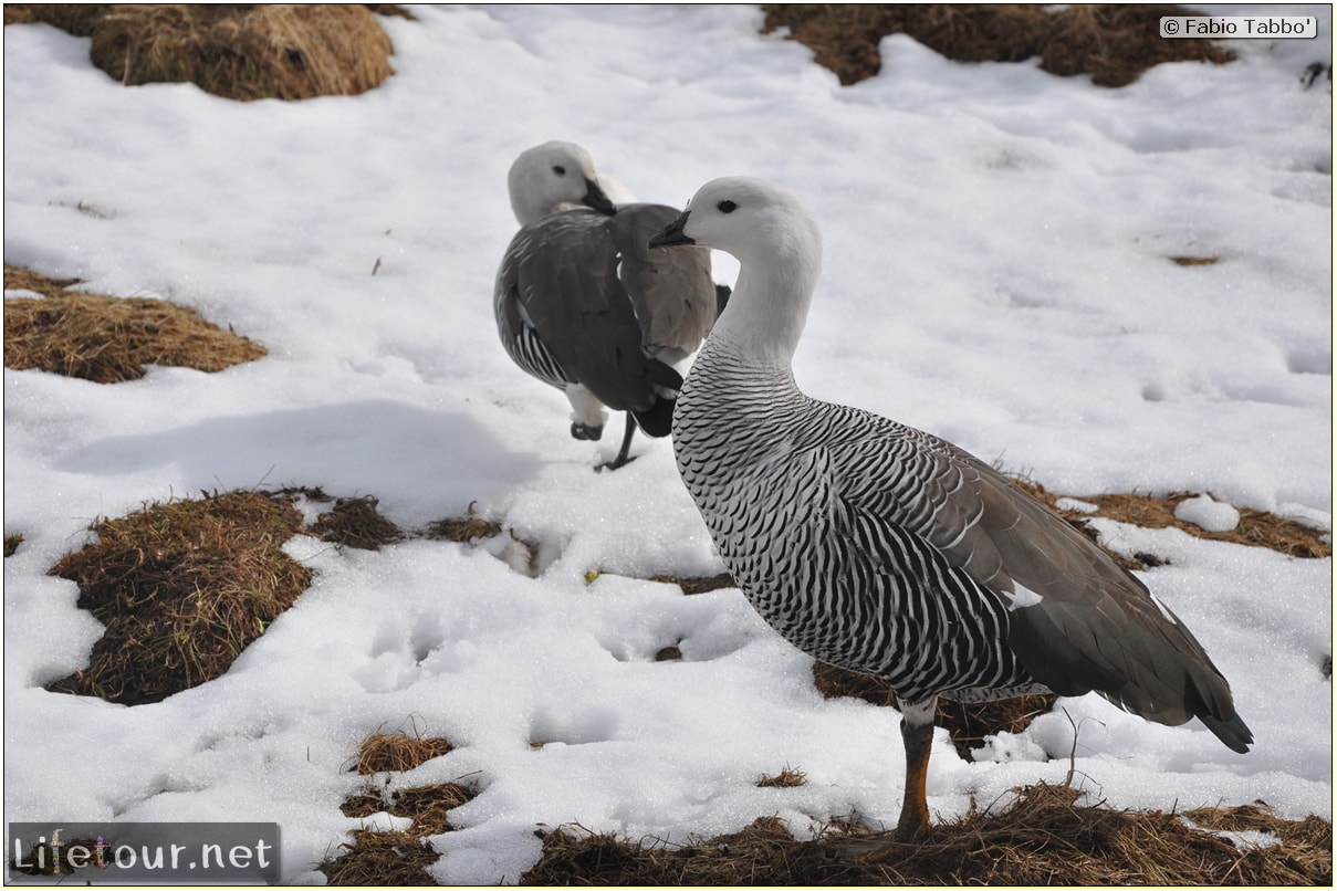 Fabios-LifeTour-Argentina-2015-July-August-Ushuaia-Parque-Tierra-del-Fuego-3-Birdwatching-4670